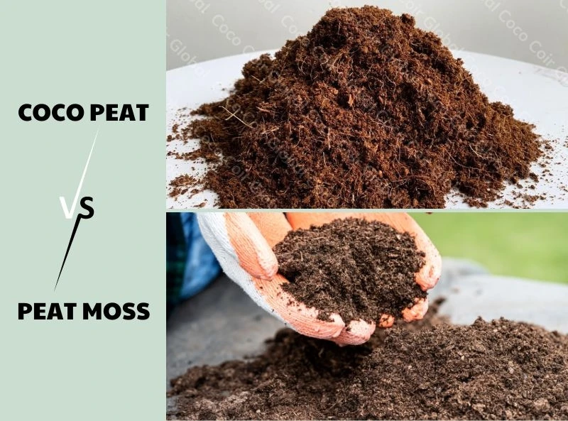 Peat Moss Made From Coconut Coir That Has Been Conditioned To Suit Plant Growth Can Be Used To Grow All Types Of Seeds