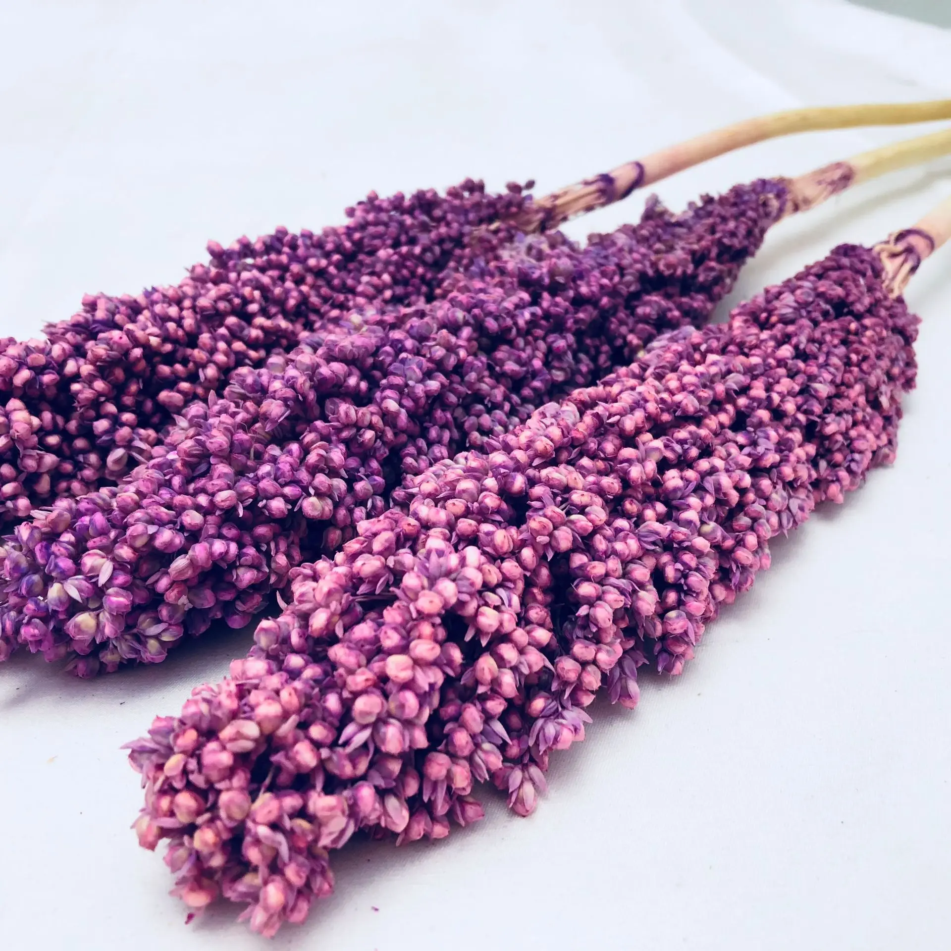 The Most Popular Dried Plants And Flowers On INS Dried Flowers Decoration Sorghum