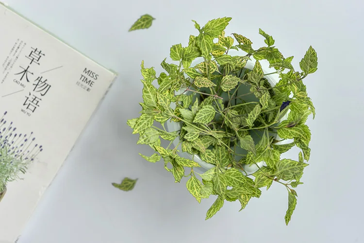 Butterfly Lotus Leaf Scrapbooking Epoxy Resin Natural Plant Eco-friendly Real Pressed Flower