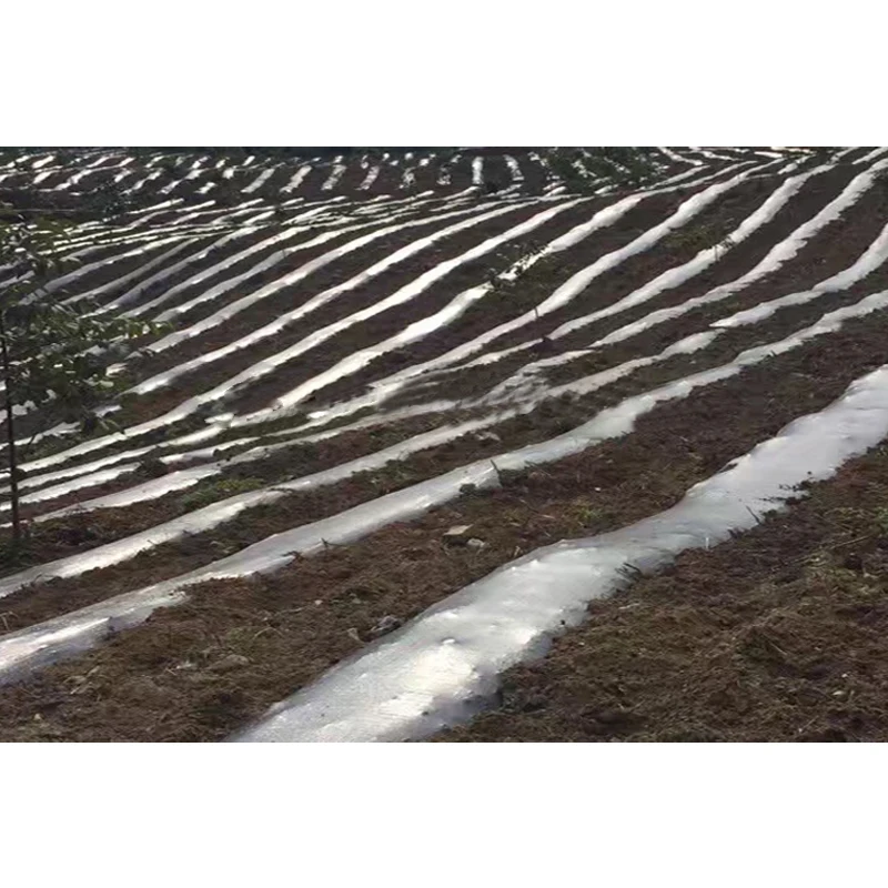 Plastic mulch film in blueberry yard/plastic mesh fabric