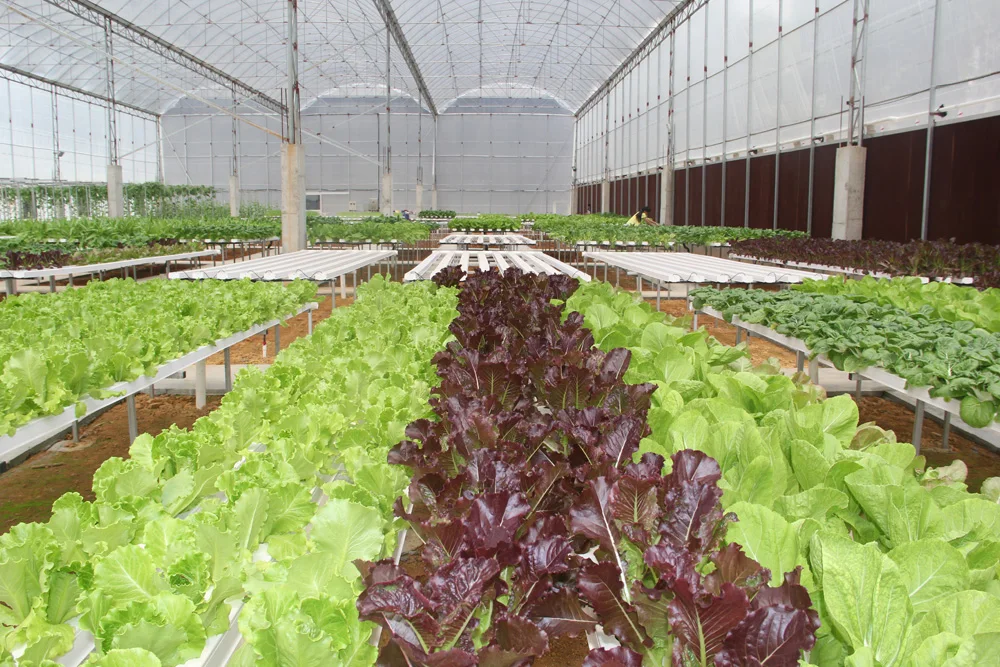 НМТ канал вертикальной гидропоники растут ПВХ трубы Microgreen завод