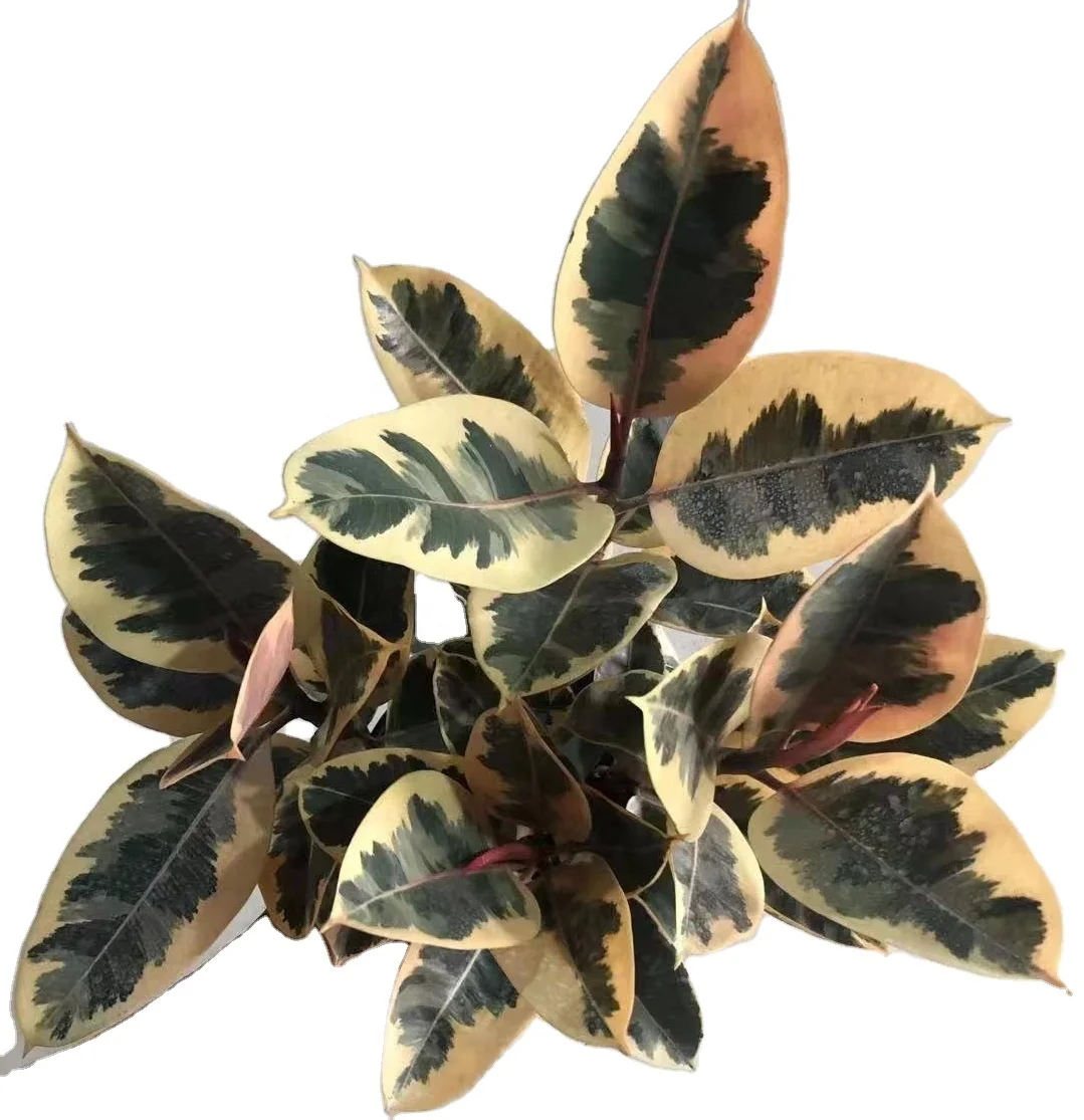 
Popular wholesale high quality Ficus Rubber Plant Tineke ornamental live plant bonsai foliage plant 