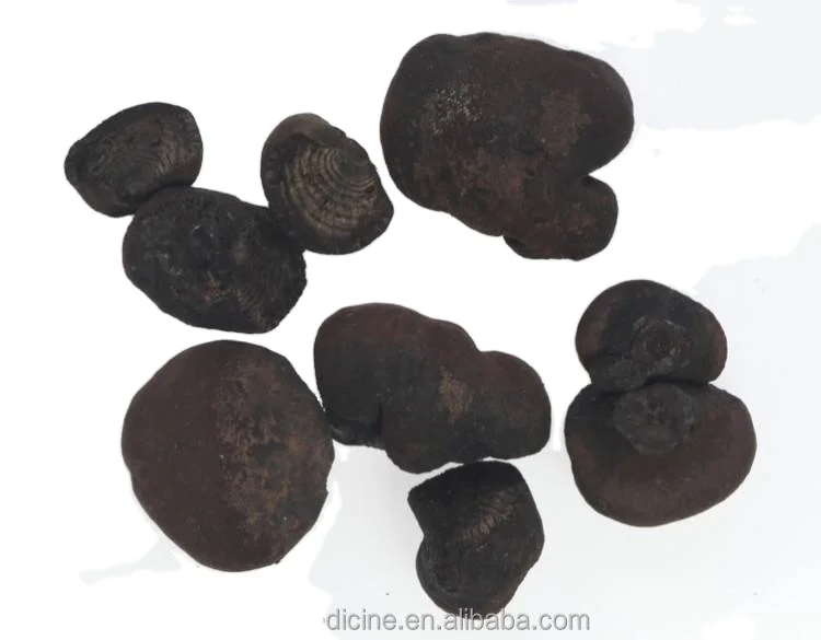 Black color natural fungus Wild cramp balls Daldinia concentrica