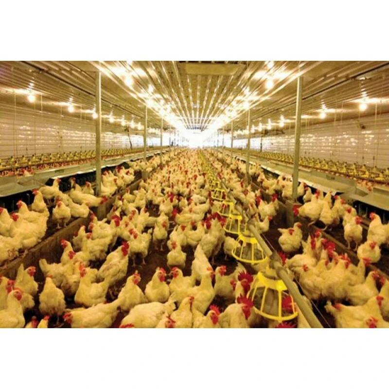 Autocad design steel poultry house fast construction steel chicken farming building