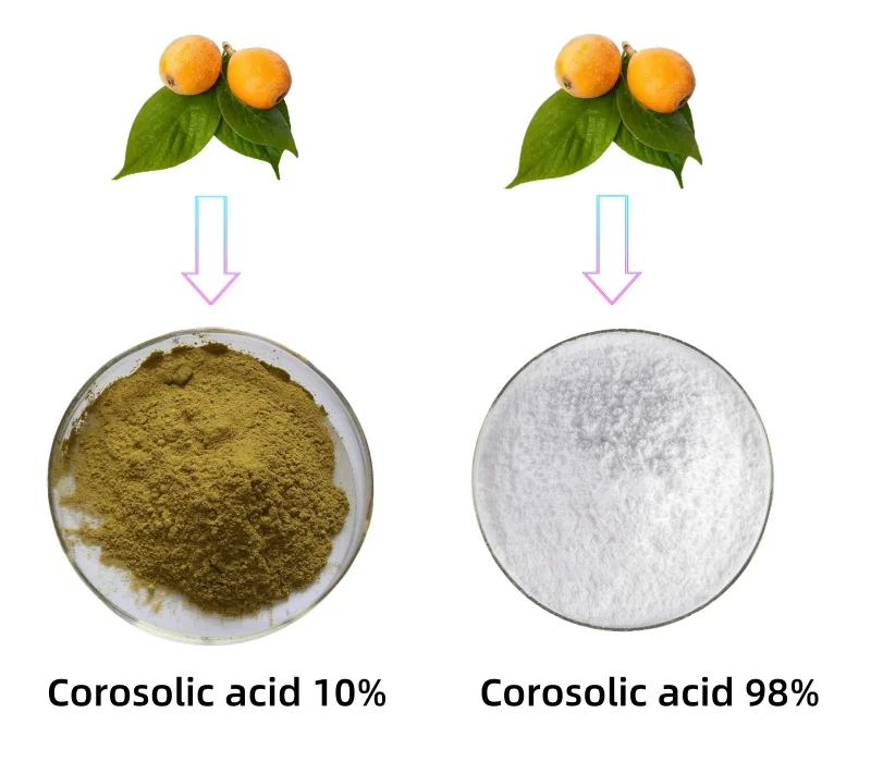 High Quality Organic Ursolic Acid Loquat Leaf Extract 10% Ursolic Acid Powder