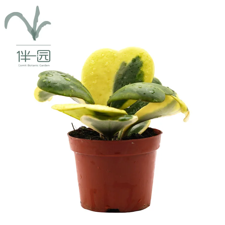 Вар-варигата Hoya kerrii