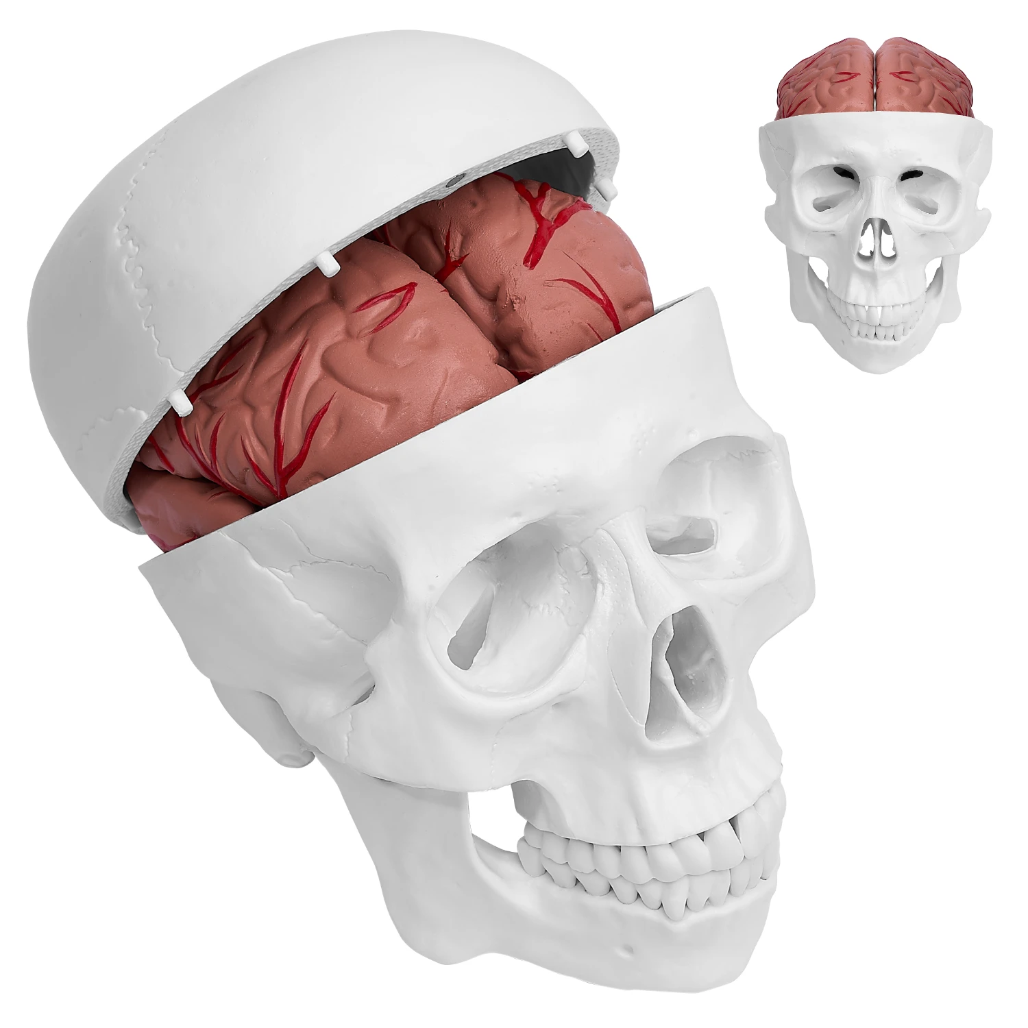 BIX-A1011medical school the structure clearly  modelling lifelike  material wear-resistant skull model with 8 parts cerebral