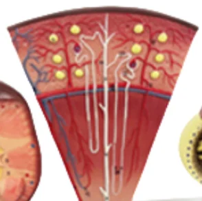 ADA-A564B High quality Kidney Section W/Renal Nephron and Renal Coruscle, Enlrged1.5x, 60x, 350x Respevtively Human anatomy