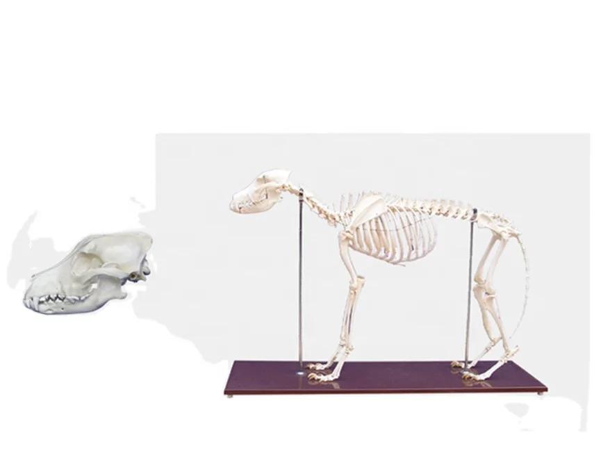 Dog Skeleton Model for Education