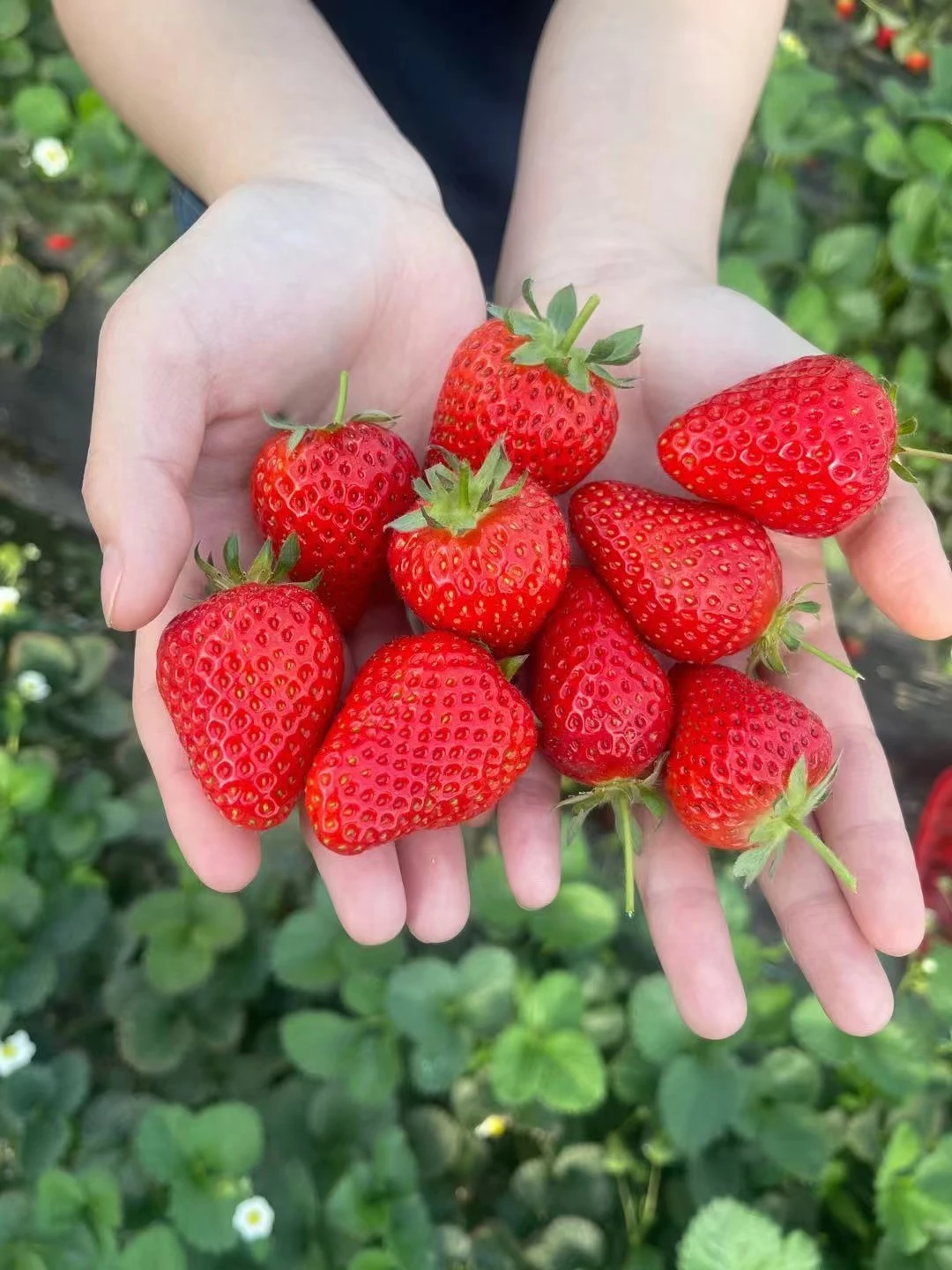 Good Flavor Red Strawberry Seeds for Sale