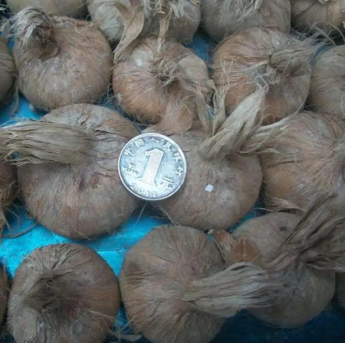 High quality flower Fresh saffron crocus bulbs for sale