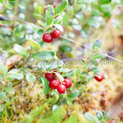 Individual quick freezing Quick Frozen Fruit Berry Frozen lingonberry for Beverage Producing
