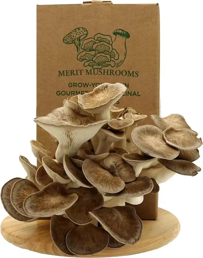 Custom Packaging Carton Toy Packaging Mushroom Grow Box Packaging For DIY Toy