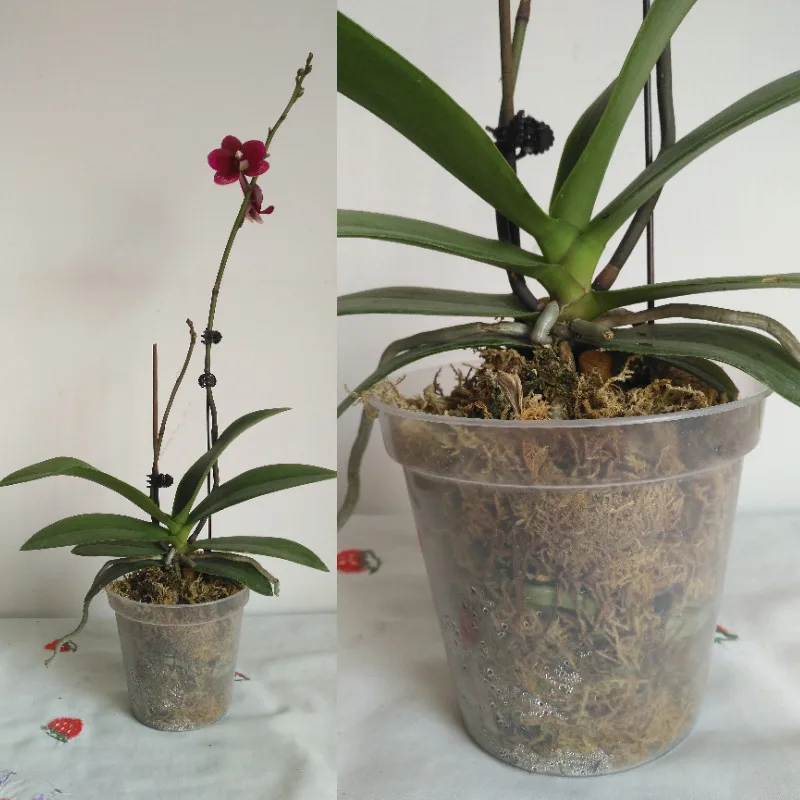 3/4/5/6/7/8/9 Inch Transparent Flower Pot PP Orchid Pots Planter clear Orchids Plastic Pot with Holes