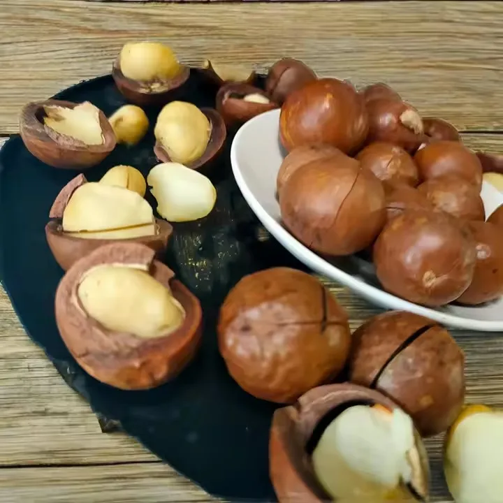 Highly Recommend China Macadamia Nuts Roasted Macadamia with Shell