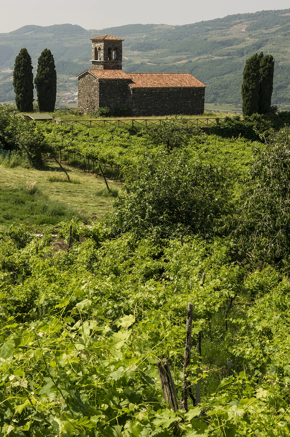 Online Wholesale Italian Best Quality DOCG Grade Red Wine 14.5% Alcohol Content Perfect As Table Wine