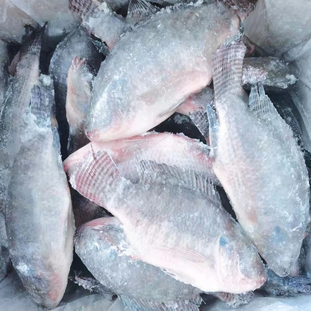 Frozen Fresh Black Tilapia Fish Whole Round For Sale   Frozen Seafoods And Frozen Food Exporter Whole Fresh Tilapia Fish