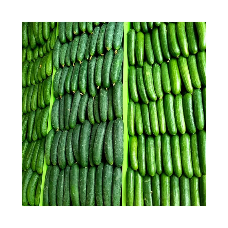 Heat Disease Tolerance  fresh Cucumber Seeds For Sale winter Export Quality Fresh  vegetables Cucumber from US
