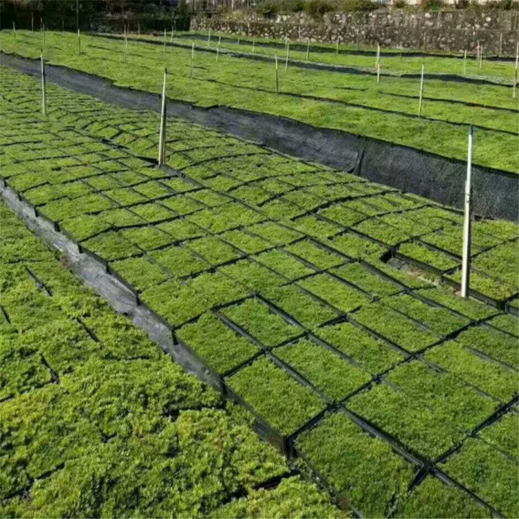 1020 flat large shallow hydroponic tray without holes for microgreens