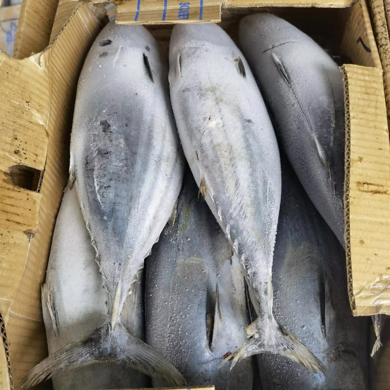 Skipjack Fish Good Quality Frozen Whole Round Skip