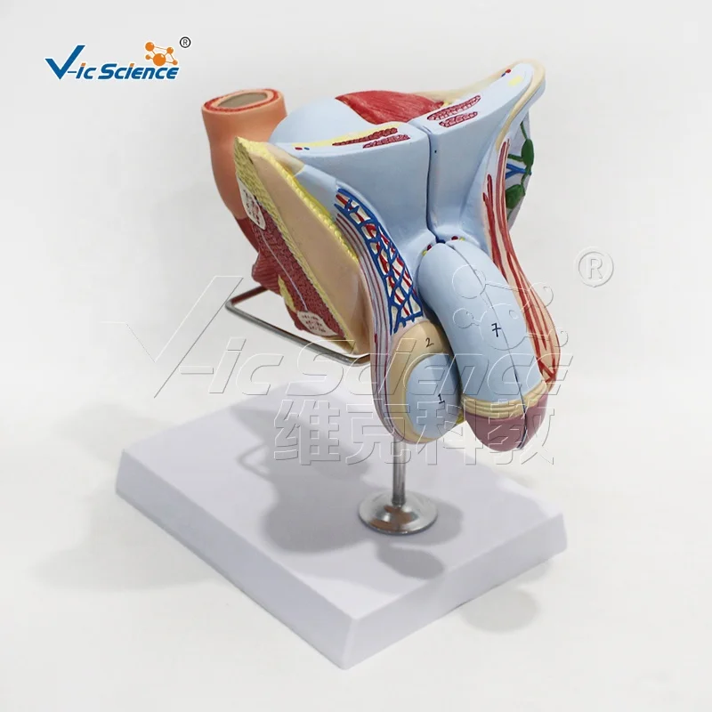 Male reproductive organ structure model with base anatomical model of human body medical model anatomical teaching