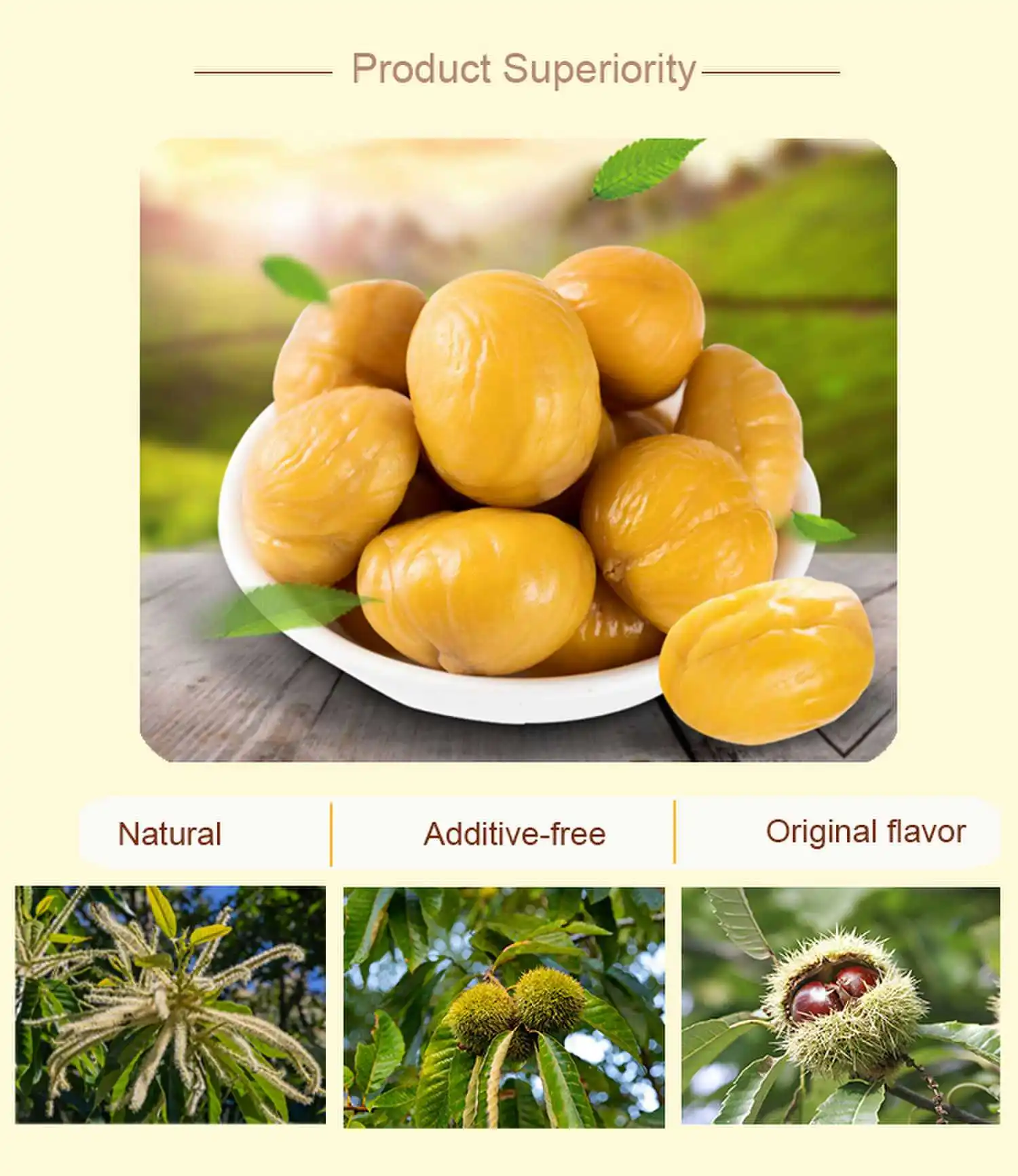 High Quality and Delicious Organic Roasted Chestnut