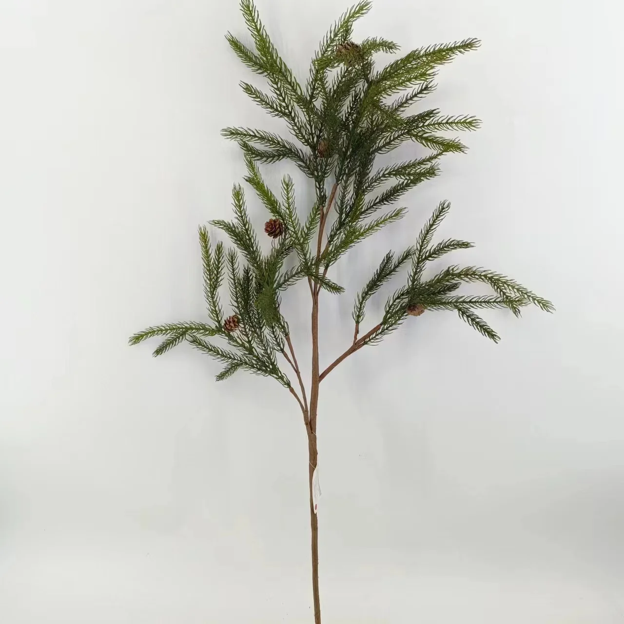 Factories wholesale Norfolk pine  stems