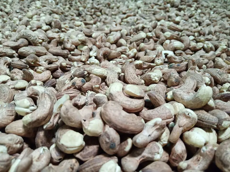 
Dried Cashew Nut Without Shell Raw Seeds 