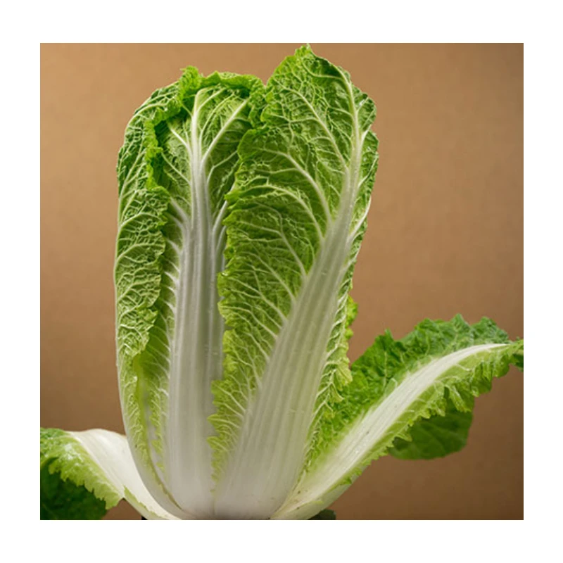 Chinese manufacturer wholesale cheap fresh green cabbage