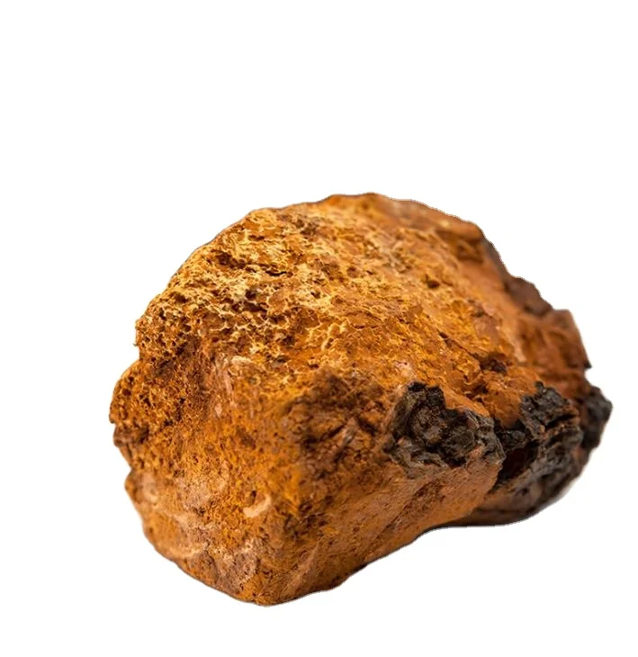 
Natural dried whole Chaga Mushroom Cinder conk Birch mushrooms from wild forests 