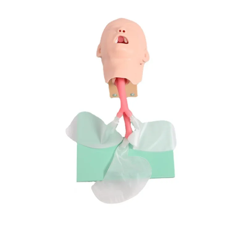 The anatomical model was used to train the tracheal intubation model in the tracheal intubation training simulator laboratory