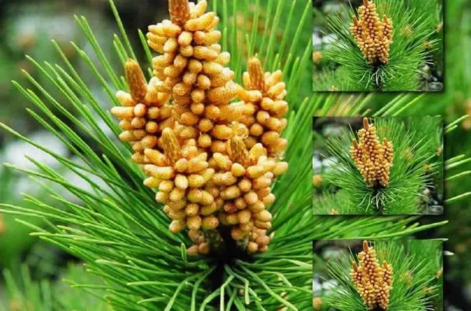 Natural Pine Pollen Extract Cell Wall Broken 1kg Pine Pollen Powder Supplement