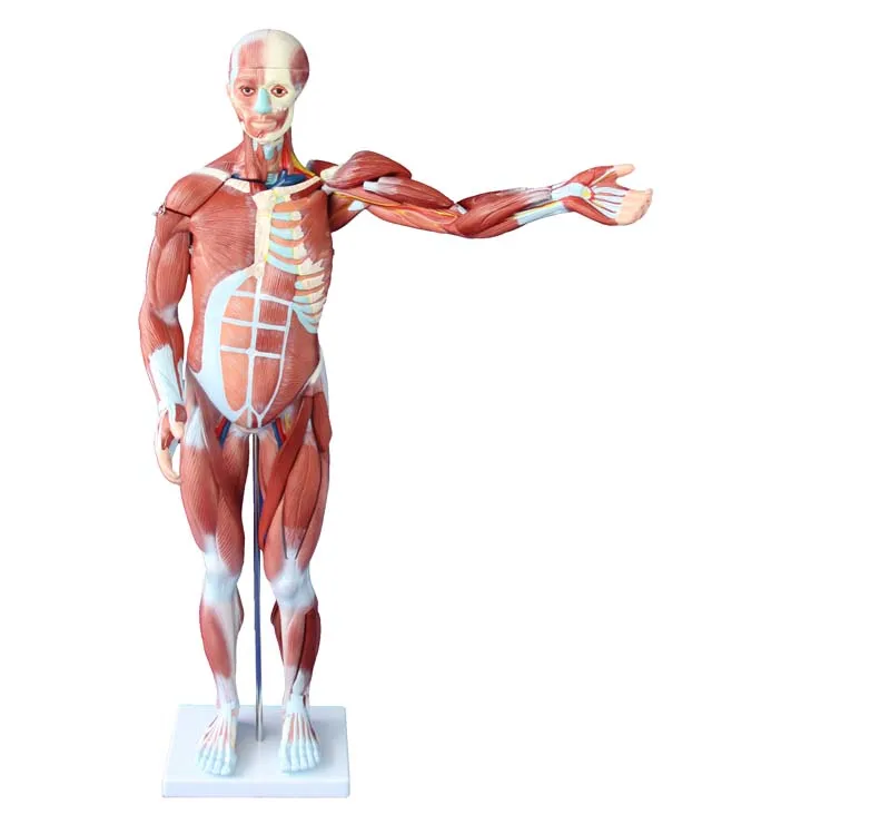 Human Torso Model Internal Organs Systemic Medical Whole Body Art Muscular Anatomical Figure Model