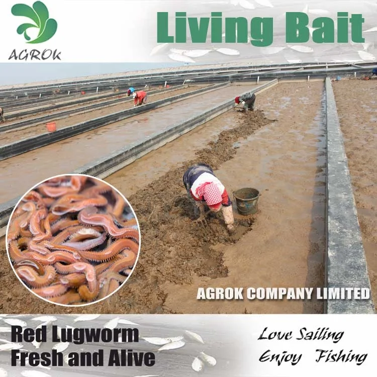 AGROK Wholesale 5g/bag Real Worms Freeze Dried Lugworm Soft Fishing Lure Dry Sandworm Sea Fishing Bait