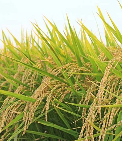 Адъювантный пестицид, биостицид, этефон, купить