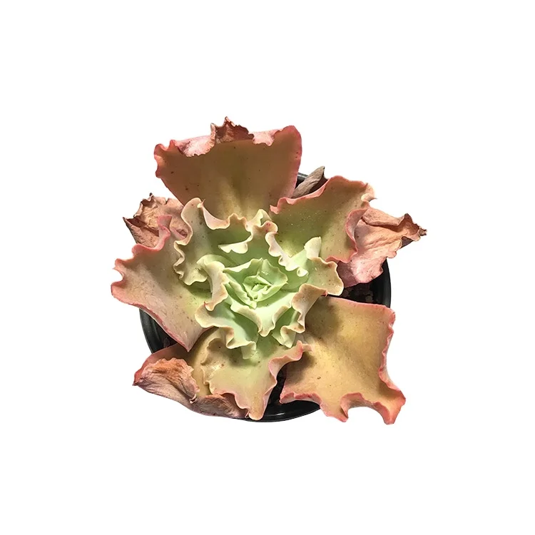 
succulents live plants set natural indoor wedding succulents for sale online 