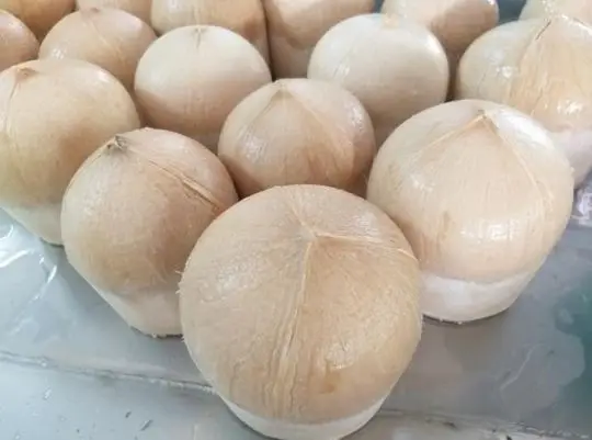 Свежий Кокосовый урожай во Вьетнаме 2021 Высококачественная продажа оптом