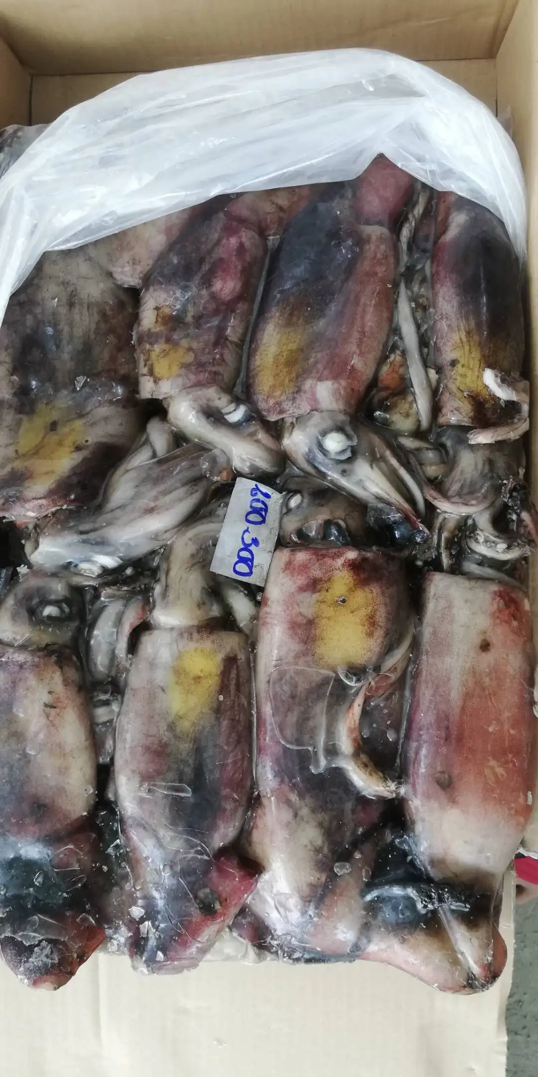 High Quality LIGHT FISHING Frozen NATURE Seasonal Symplectoteuthis Oualaniensis Black Squid