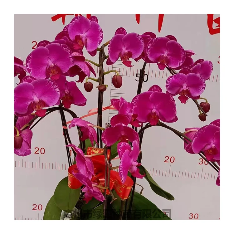 Комнатное натуральное растение, Орхидея Бабочка, Орхидея фаленопсис