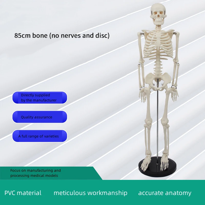 2024 Hot selling products Halloween Decorations Plastic Life Size Full Body Realistic Gear Human Skeleton emergency medical supplies