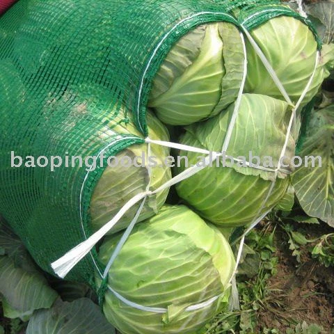 
chinese small cabbage 