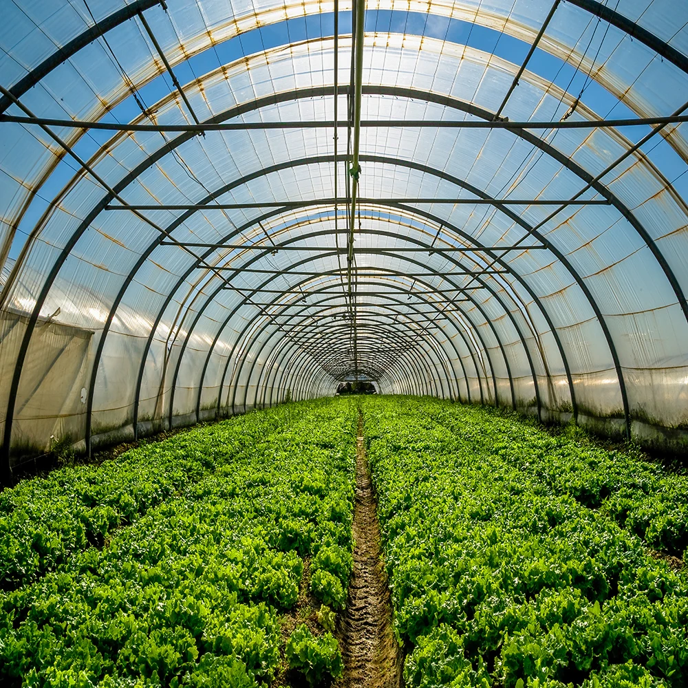 Cheap Price Film Greenhouse / Multi-span Greenhouse For Sale