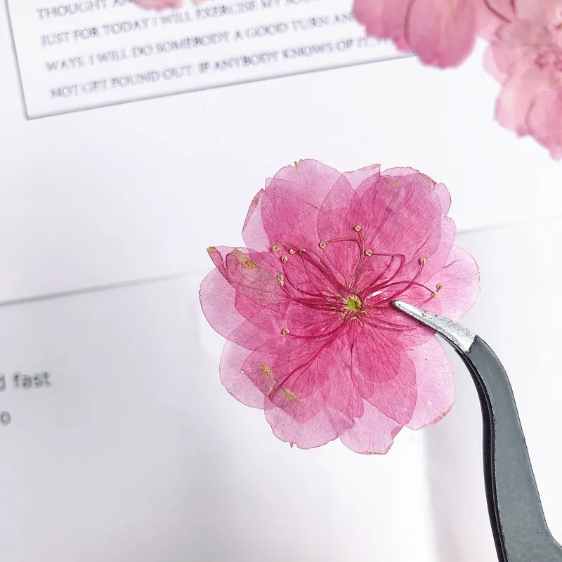 High-Quality Small Dried Flowers Sakura Blossom Real Dried Pressed Cherry Blossom