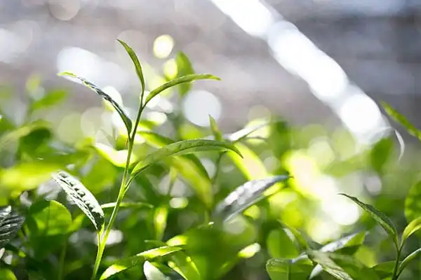 Japanese rich umami taste green tea matcha powder for cakes and chocolate