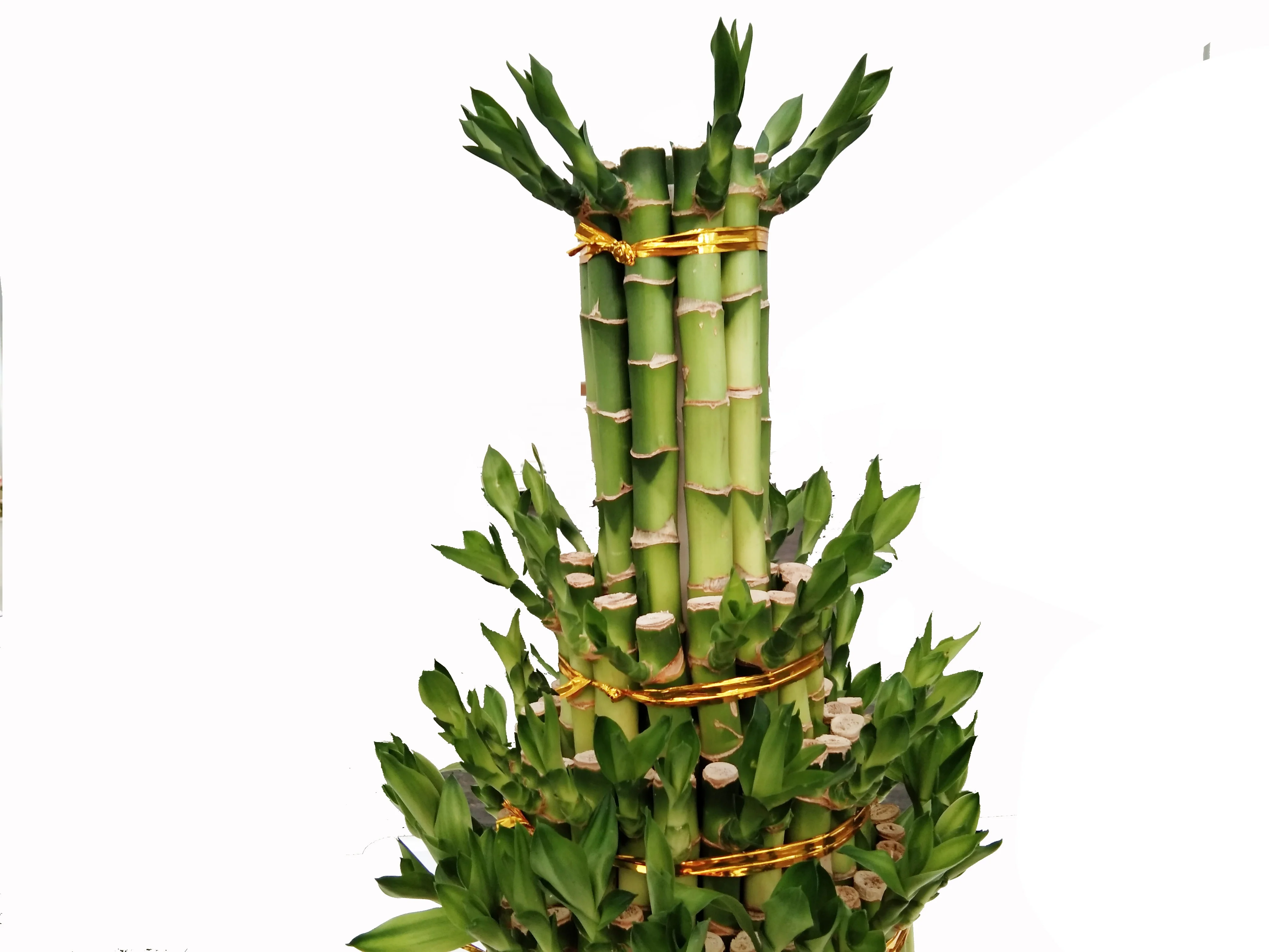 Indoor layer Bamboo Factory Lucky Bamboo tower dracaena sanderiana  Plant Zhanjiang
