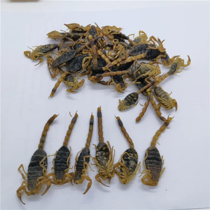 quan xie hot sale natural herb dry scorpion without salt
