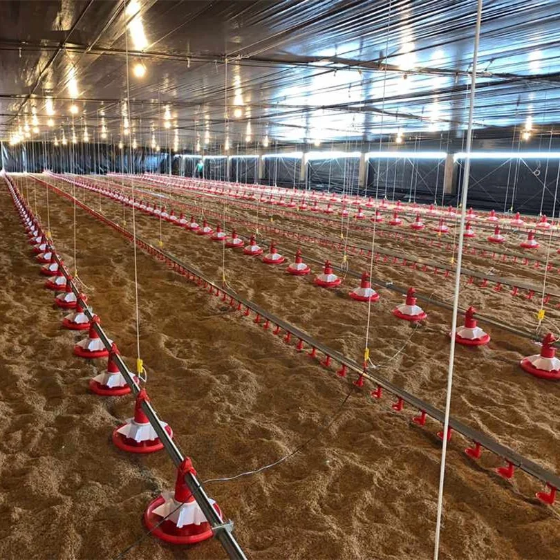Factory Automatic Poultry Farm Equipment Made For Big Farm