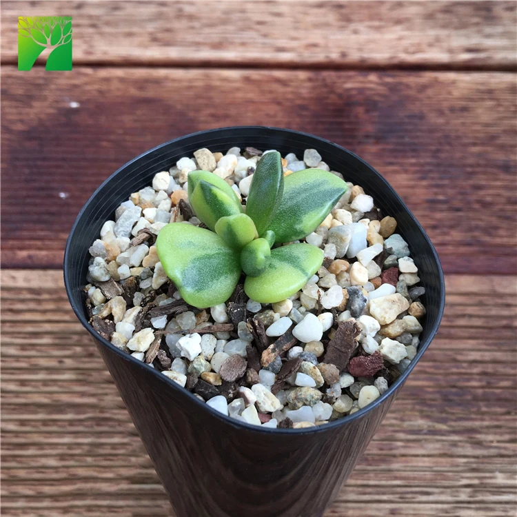 New release rare natural succulent plants Adromischus hemisphaericus variegata plant