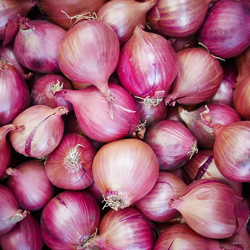 Red Onion Indian Onion Market form China