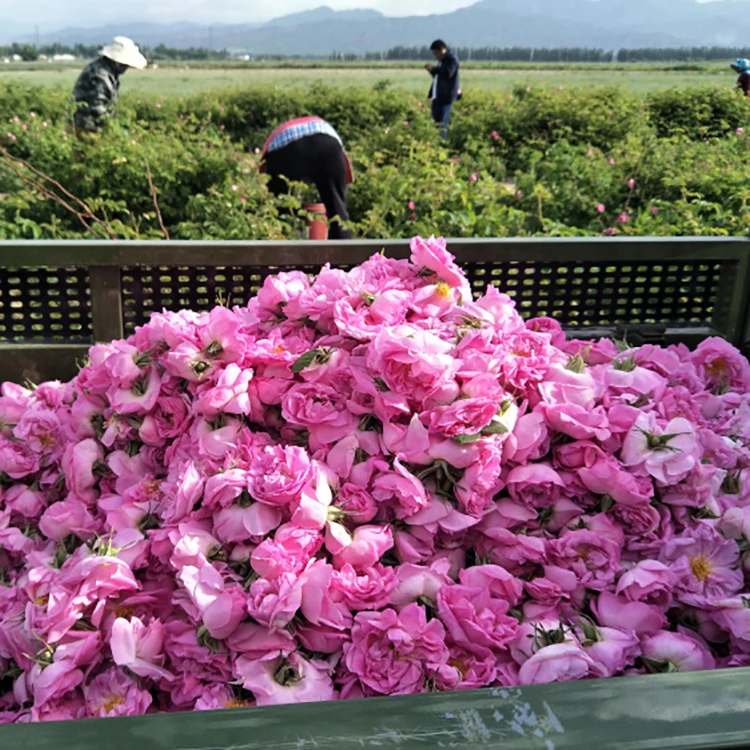 France rose Fantastic Taste Rose Flower Tea of Rose Bud Tea